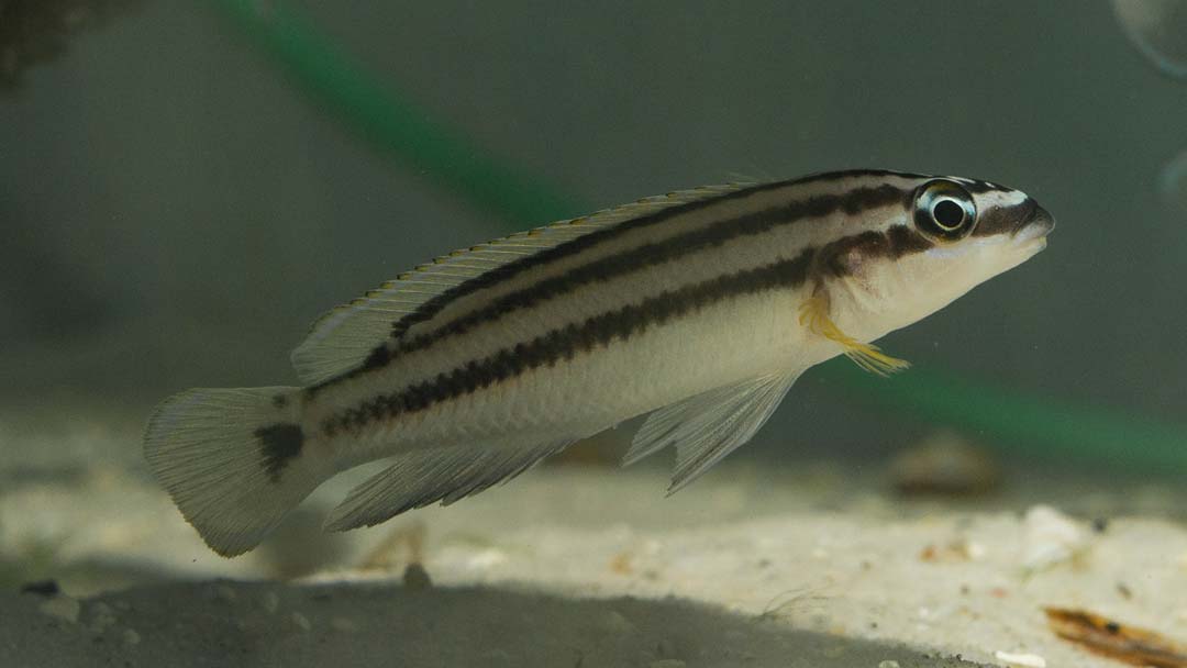 Gelber Schlankcichlide - Julidochromis ornatus