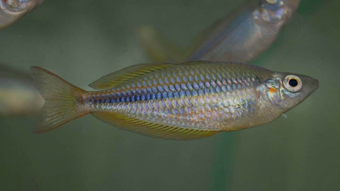 Juwelen Regenbogenfisch - Melanotaenia trifasciata