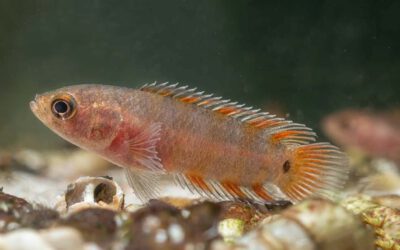 Orange Buschfisch – Microctenopoma ansorgii
