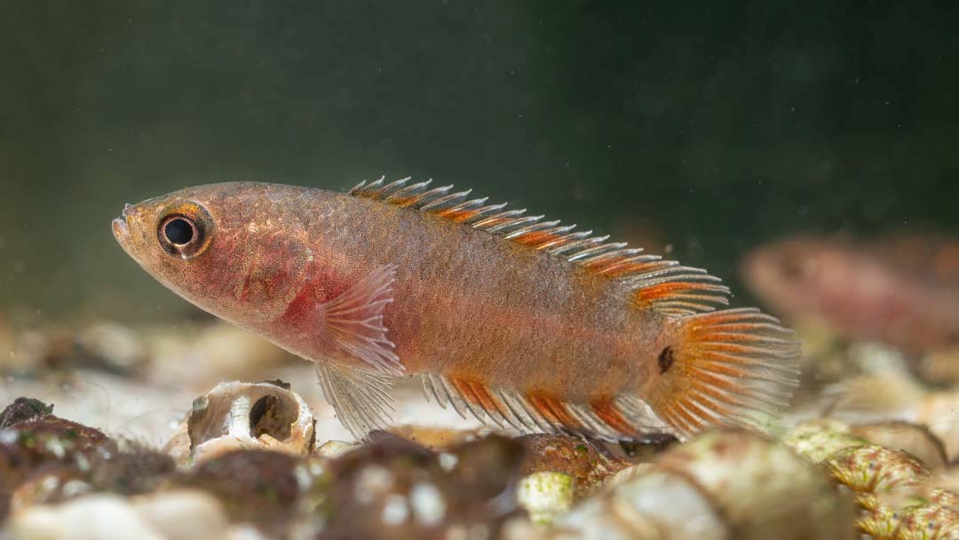 Orange Buschfisch - Microctenopoma ansorgii