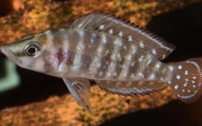 Black Pearl Nanderbuntbarsch – Altolamprologus calvus