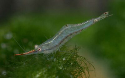 Rote Nashorngarnele – Caridina gracilirostris