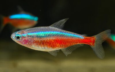 Roter Neonsalmler – Paracheirodon axelrodi