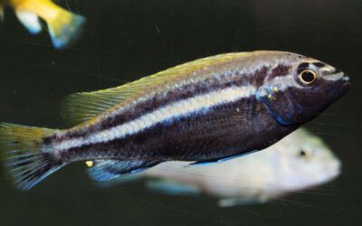 Türkisgoldbarsch – Melanochromis auratus
