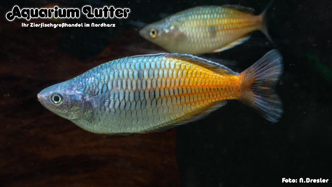 Boesemans Regenbogenfisch - Melanotaenia boesemani