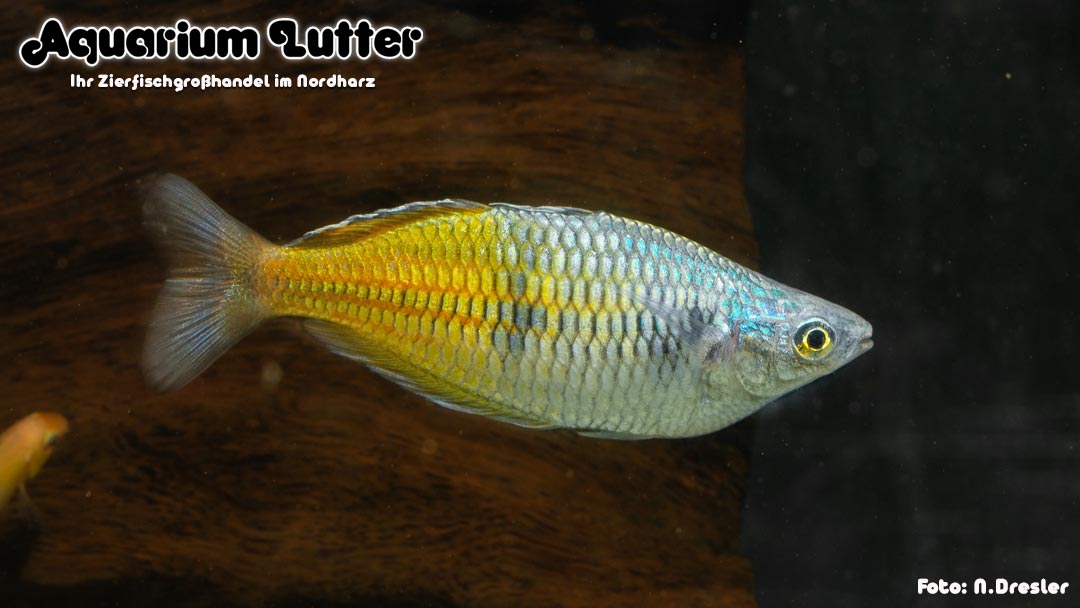 Boesemans Regenbogenfisch - Melanotaenia boesemani