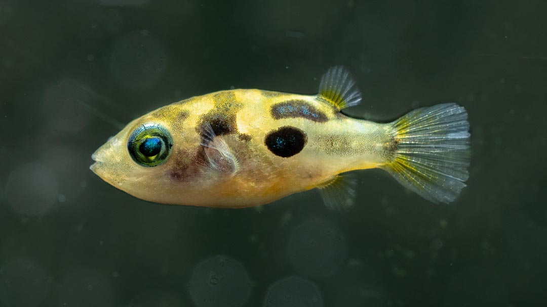 Erbsenkugelfisch – Carinotetraodon travancoricus
