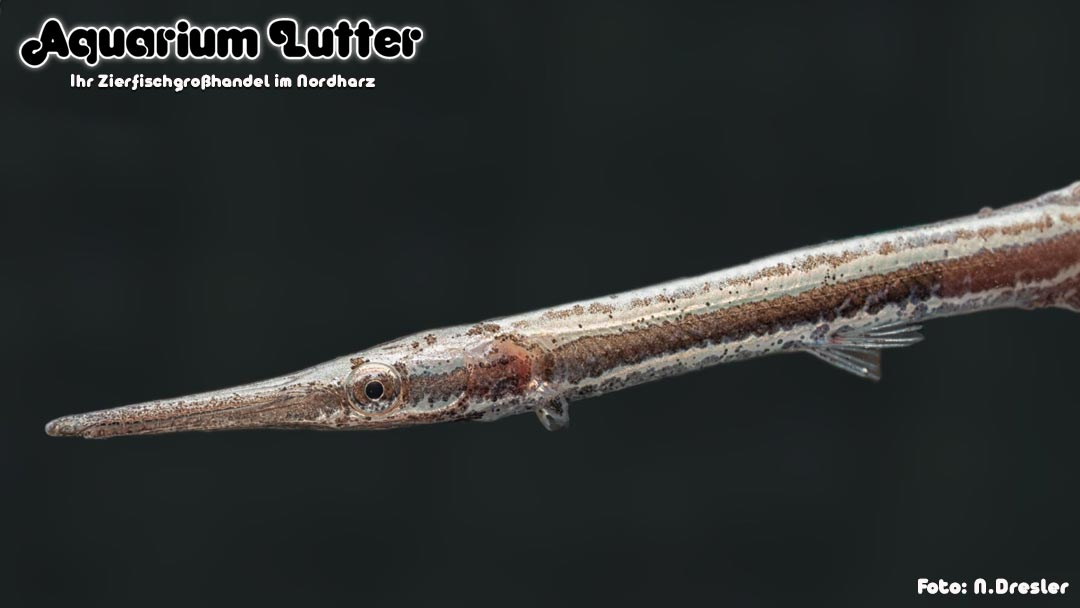 Gefleckter Knochenhecht - Lepisosteus oculatus