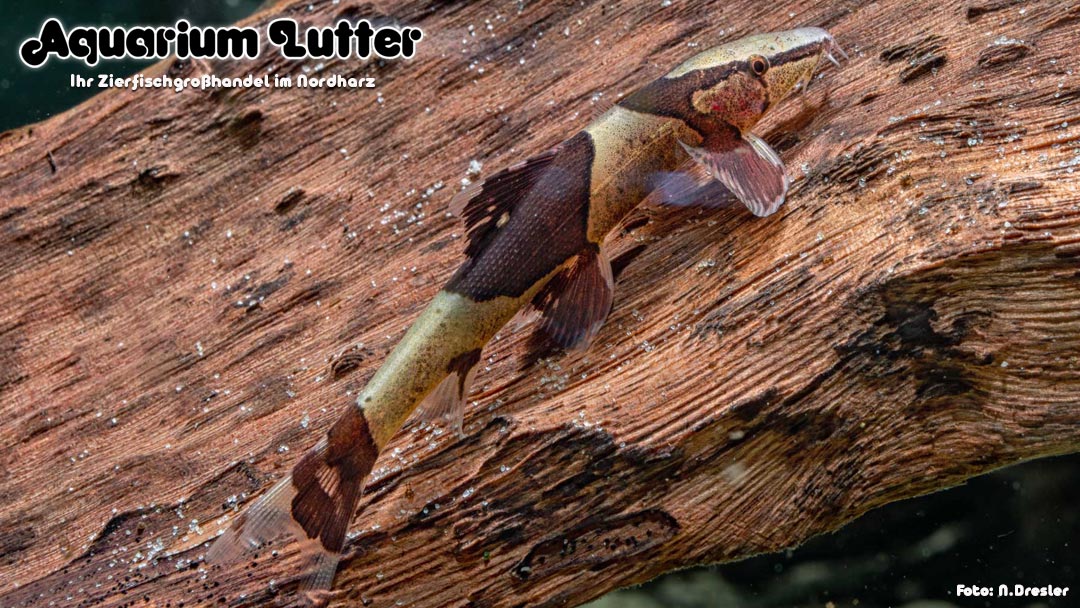 Sattelfleck Prachtflossensauger - Homaloptera parclitella