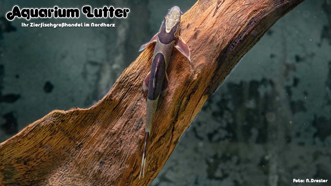 Sattelfleck Prachtflossensauger - Homaloptera parclitella