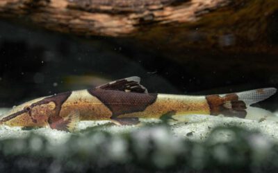 Sattelfleck Prachtflossensauger – Homaloptera parclitella