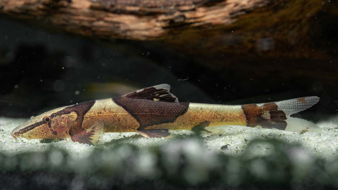 Sattelfleck Prachtflossensauger – Homaloptera parclitella