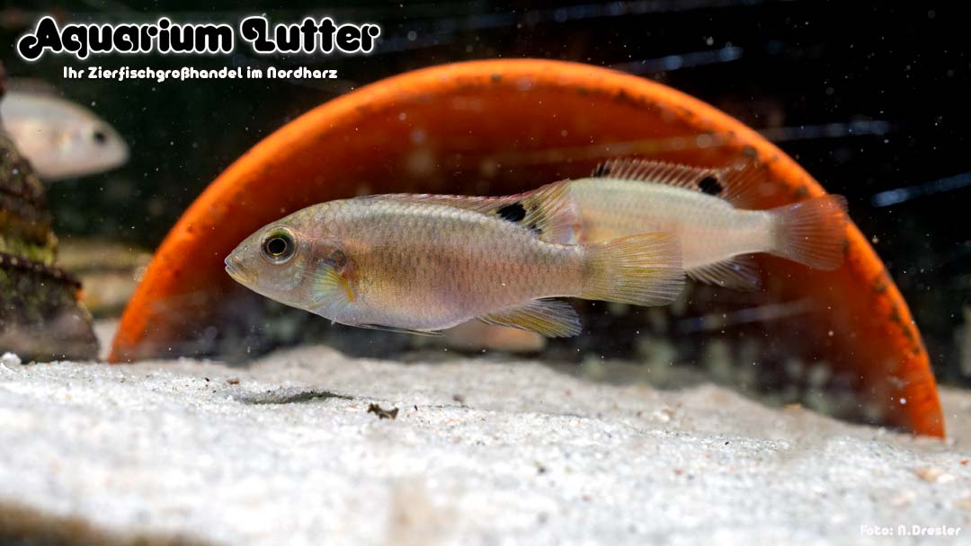 Schwarzflossen Prachtbarsch - Benitochromis nigrodorsalis