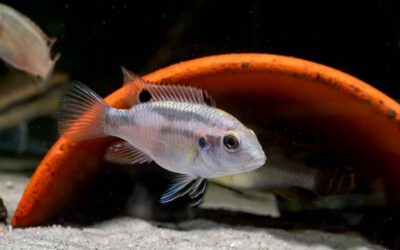 Schwarzflossen Prachtbarsch – Benitochromis nigrodorsalis