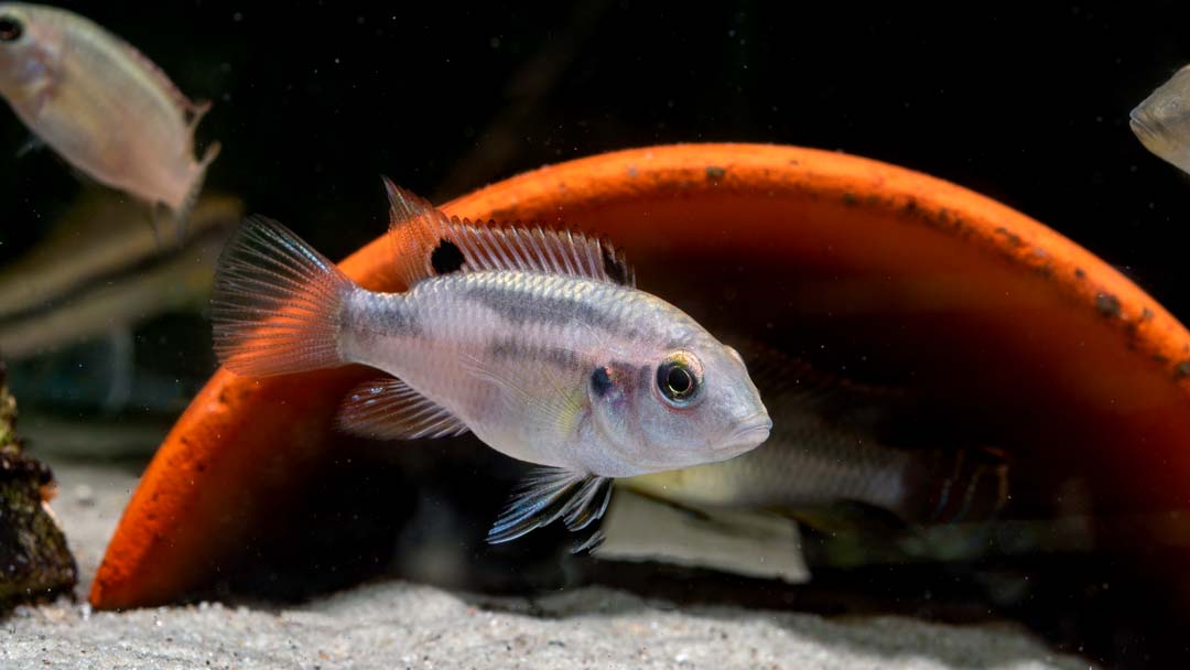 Schwarzflossen Prachtbarsch - Benitochromis nigrodorsalis