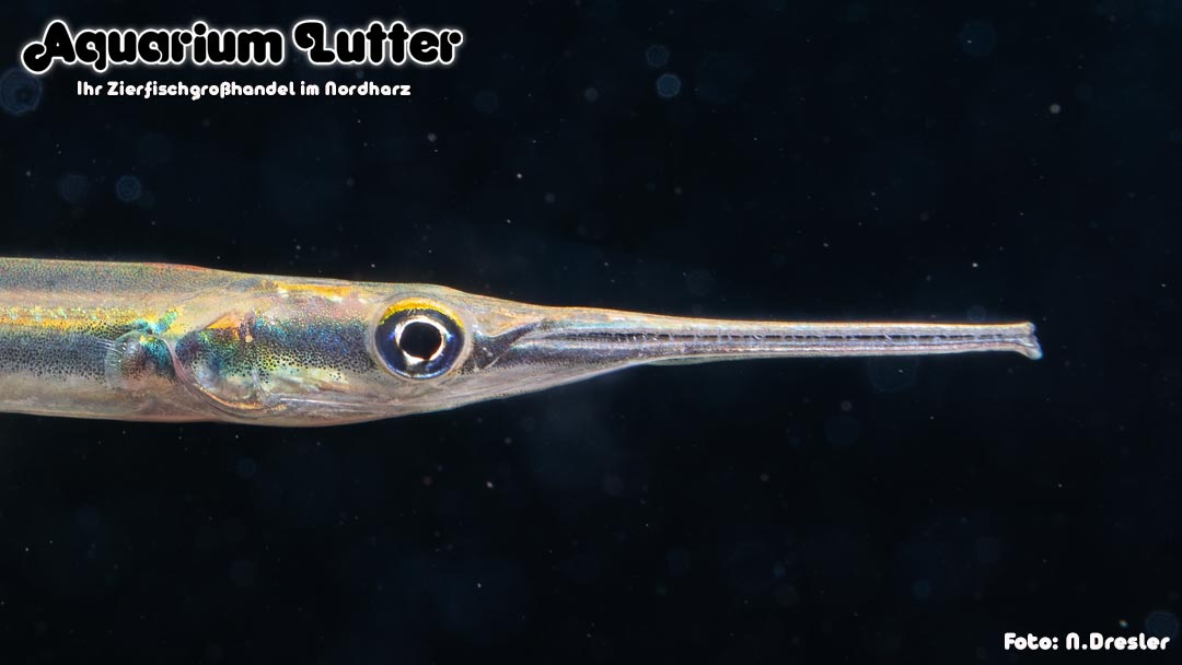 Nadelfisch - Xenentodon cancila