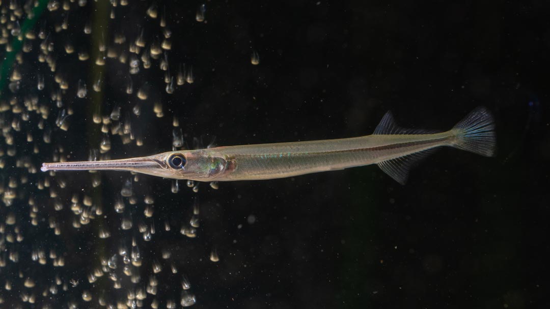 Nadelfisch – Xenentodon cancila