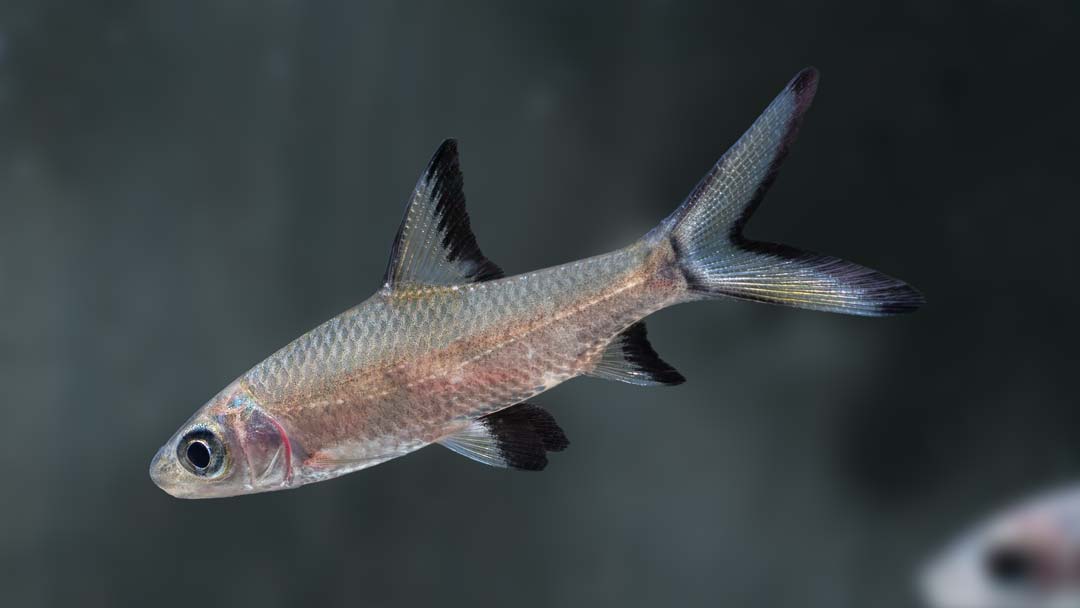 Haibarbe – Balantiocheilus melanopterus