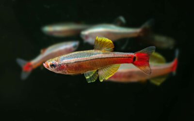Kardinalfisch – Tanichthys albonubes