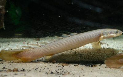 Senegal Flösselhecht – Polypterus senegalus