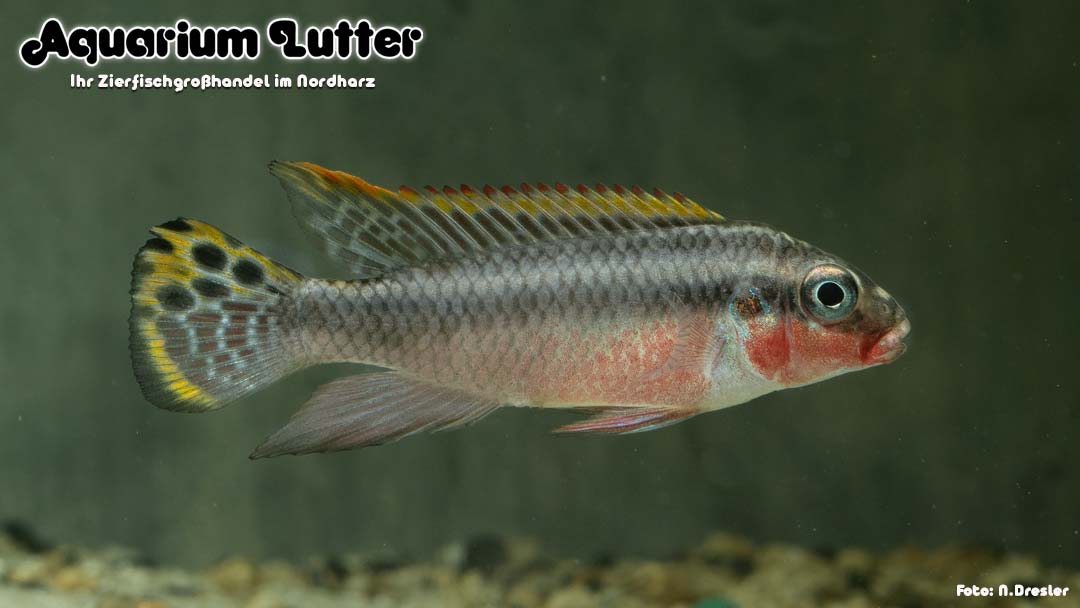 Smaragdprachtbarsch - Pelvicachromis taeniatus Nigeria Red