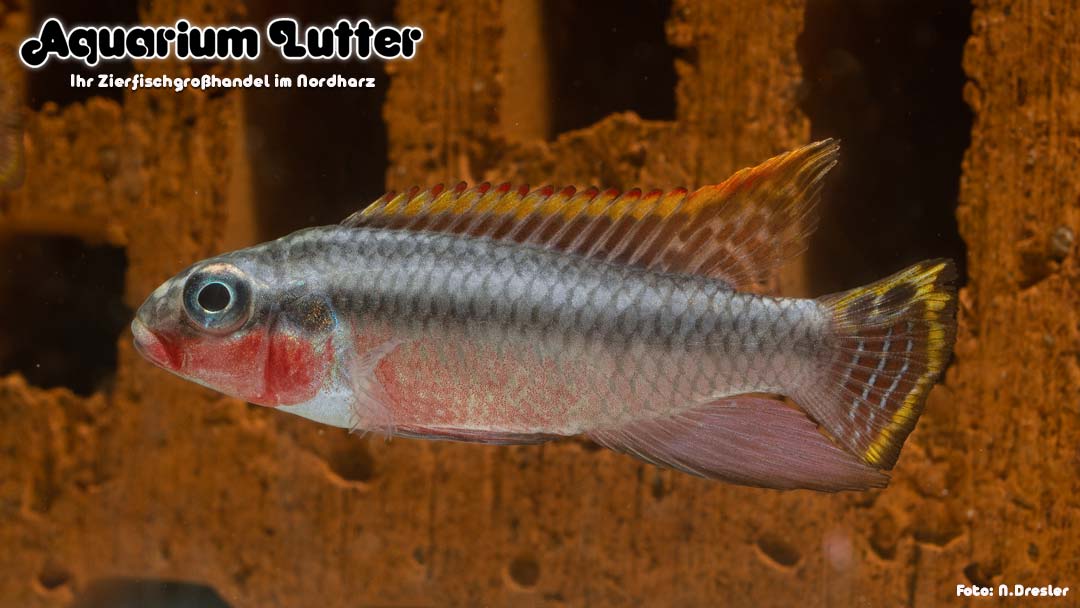 Smaragdprachtbarsch - Pelvicachromis taeniatus Nigeria Red