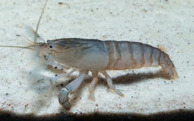 Blaue Monsterfächergarnele – Atya gabonensis