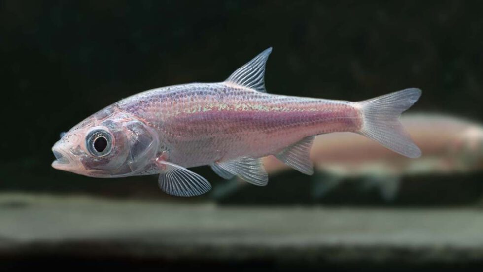 Aquarium Lutter I Blauorfe Leuciscus idus