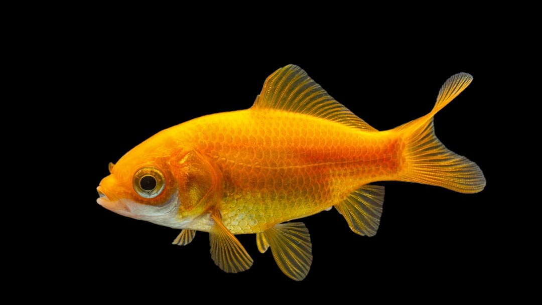 Goldfisch Zitronengelb - Carassius auratus