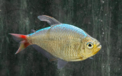 Rot Blauer Kolumbianer – Hyphessobrycon columbianus