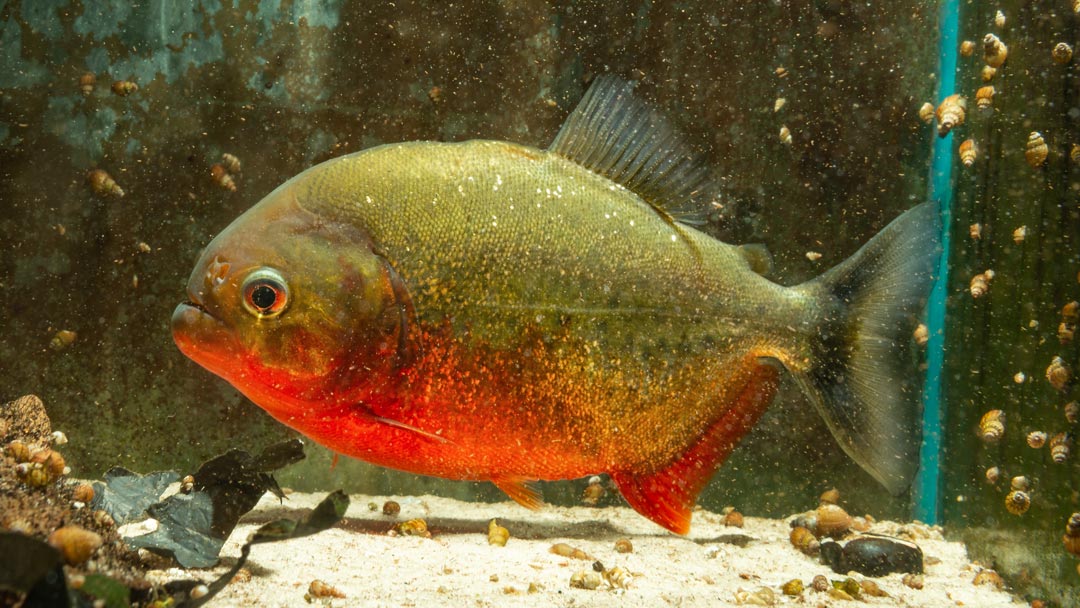 Roter Piranha – Pygocentrus nattereri