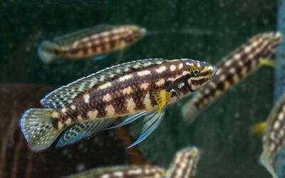 Schachbrett Schlankcichlide – Julidochromis marlieri