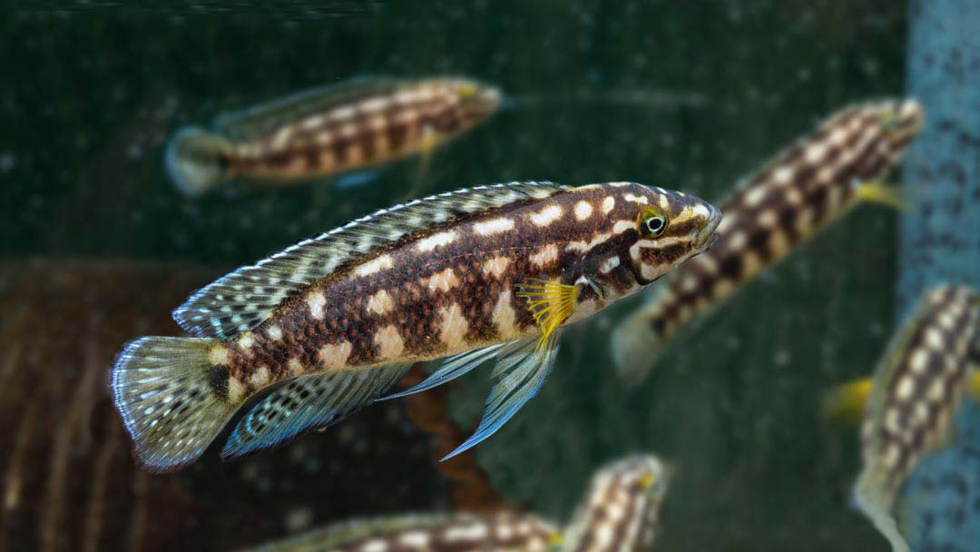 Schachbrett Schlankcichlide - Julidochromis marlieri