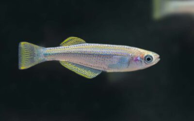 Tanganjika Leuchtaugenfisch – Lamprichthys tanganicanus