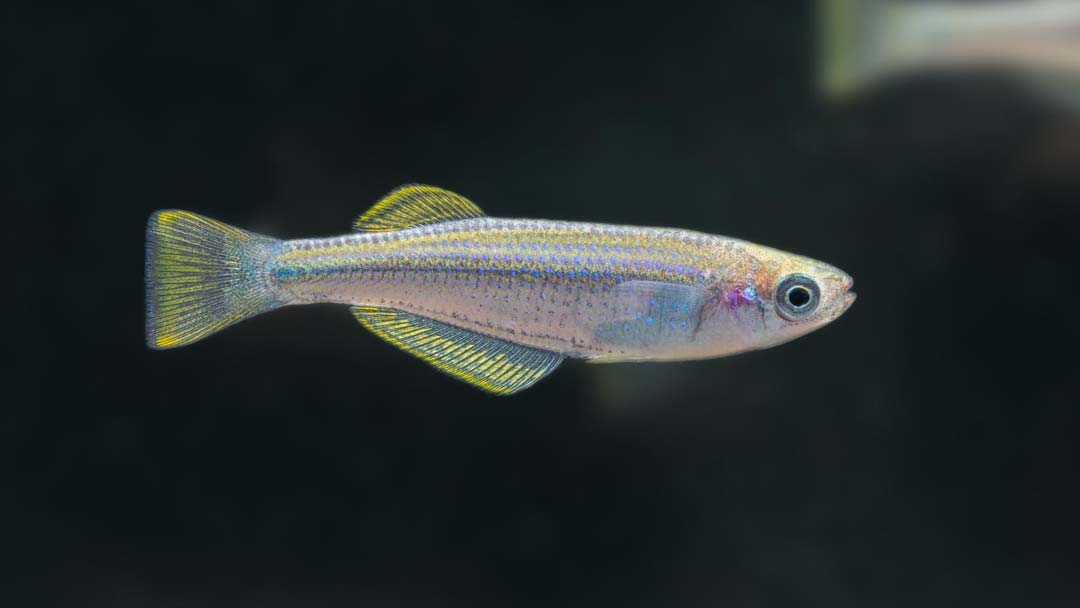 Tanganjika Leuchtaugenfisch - Lamprichthys tanganicanus