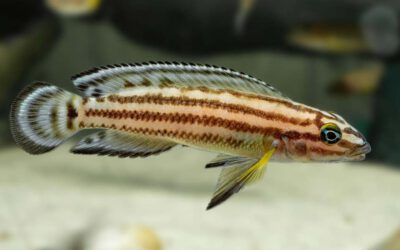 Vierstreifen Schlankcichlide – Julidochromis regani