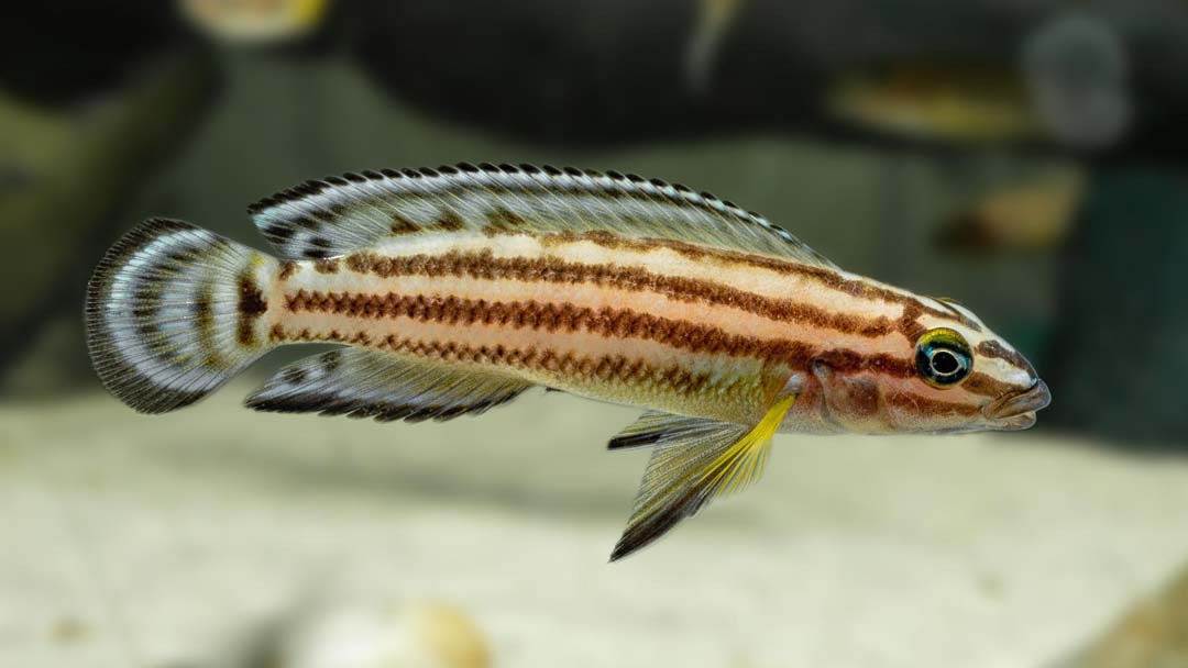 Vierstreifen Schlankcichlide - Julidochromis regani