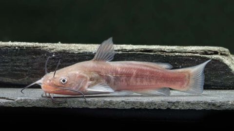 Aquarium Lutter I Zwerg Katzenwels Ameiurus nebulosus