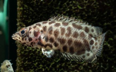 Leopard Buschfisch – Ctenopoma acutirostris