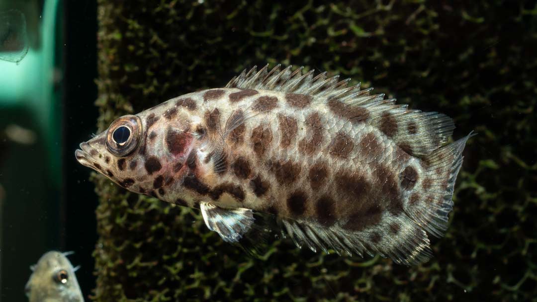 Leopard Buschfisch - Ctenopoma acutirostris