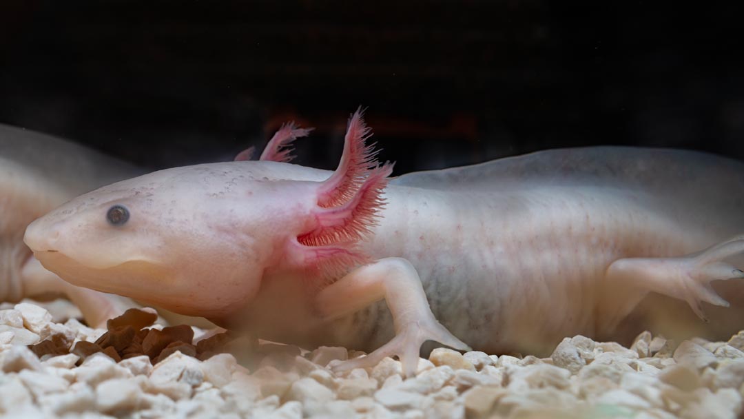 Axolotl Gold - Ambyostoma mexicanum