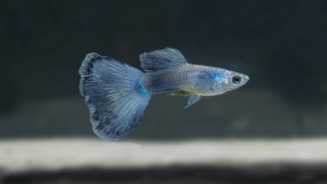 Guppy Männchen Moskau Blau - Poecilia reticulata