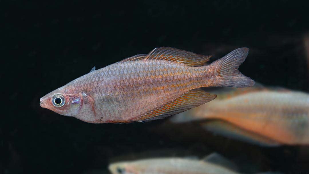 Parkinsons Regenbogenfisch – Melanotaenia parkinsoni