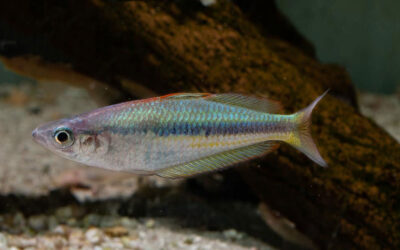 Wapoga Regenbogenfisch – Chilatherina alleni Wapoga
