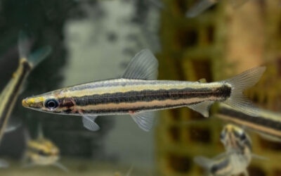 Goldstreifen Kopfsteher – Anostomus ternetzi