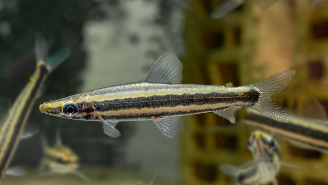 Goldstreifen Kopfsteher – Anostomus ternetzi