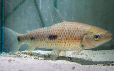 Grauer Leporinus – Leporinus steyermarki