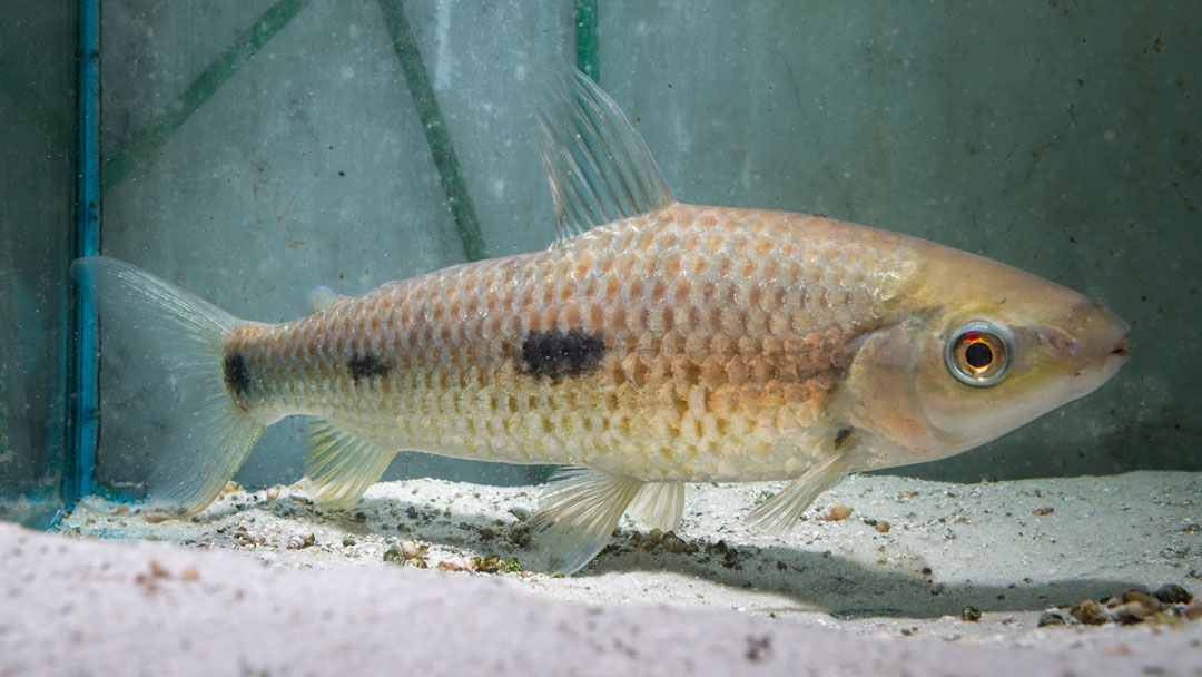 Grauer Leporinus - Leporinus steyermarki