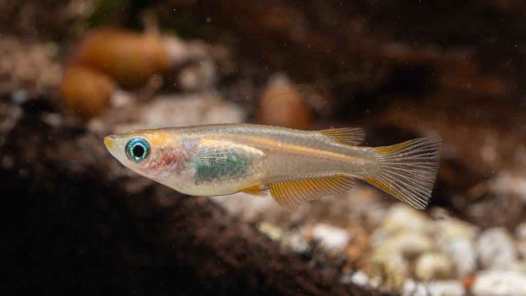 Medaka Reiskärpfling Gold Orange - Oryzias latipes