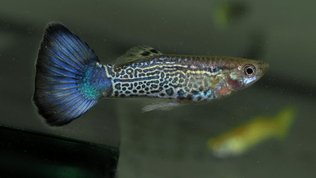 Guppy Männchen Cobra Blau - Poecilia reticulata